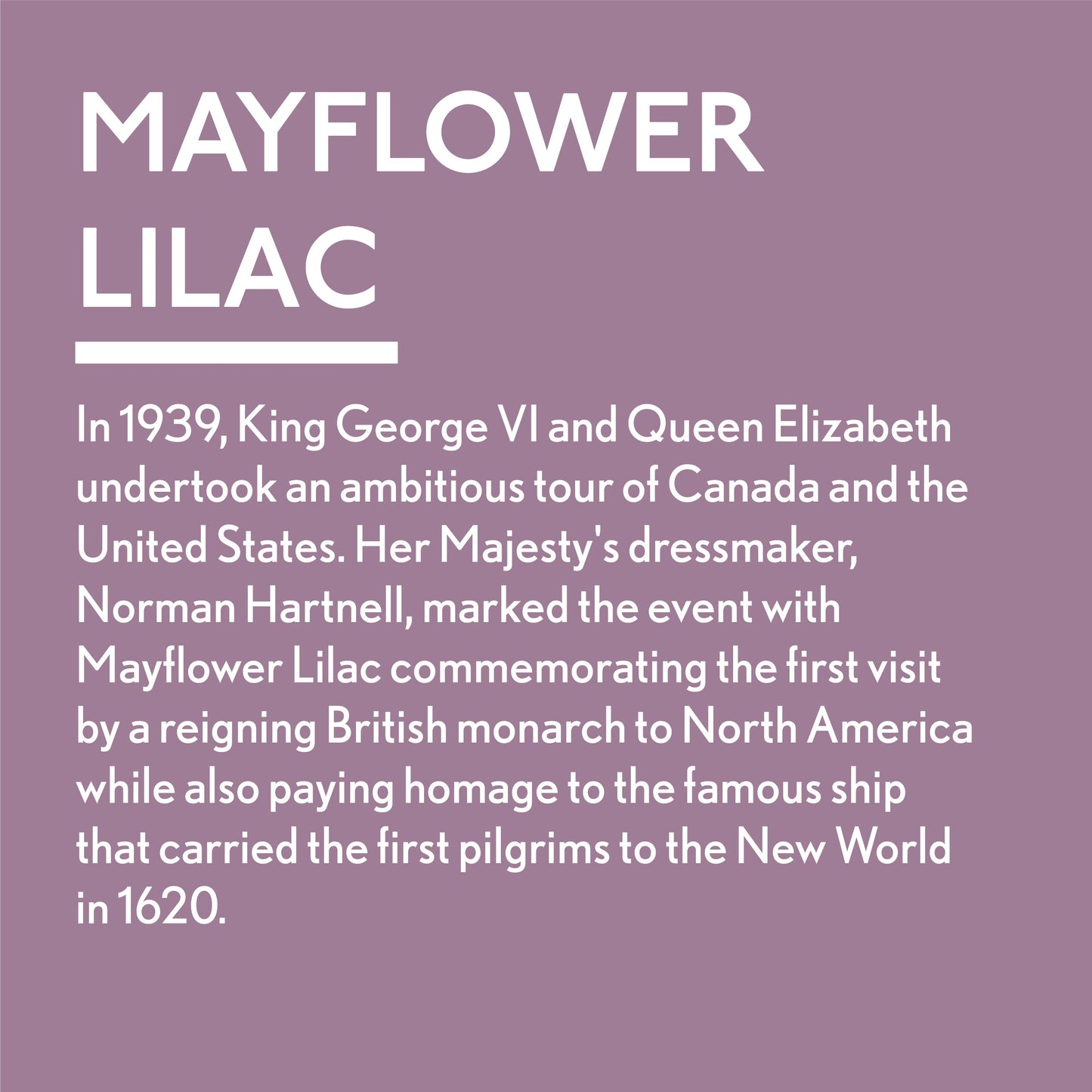 Mayflower Lilac