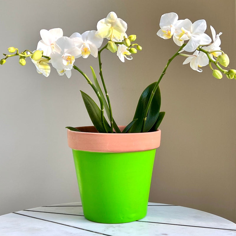 White orchids in a green pot with a terracotta base on a neutral background