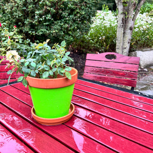 
                      
                        Green pot with a plant on a red table outdoors
                      
                    