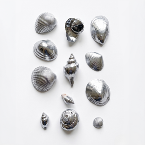 
                      
                        Collection of silver seashells painted in metallic chrome mirror silver on a white background
                      
                    