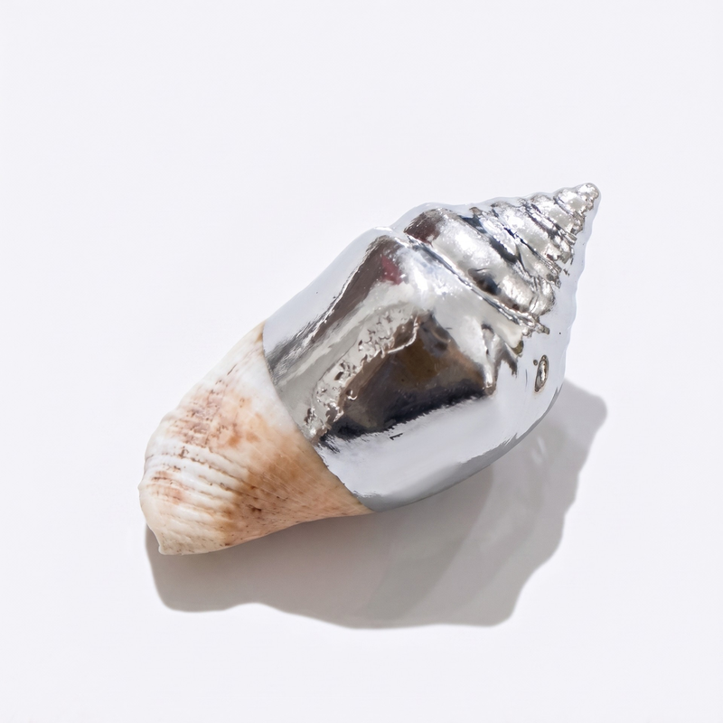 Silver conch shell dipped in metallic chrome mirror silver on a white background