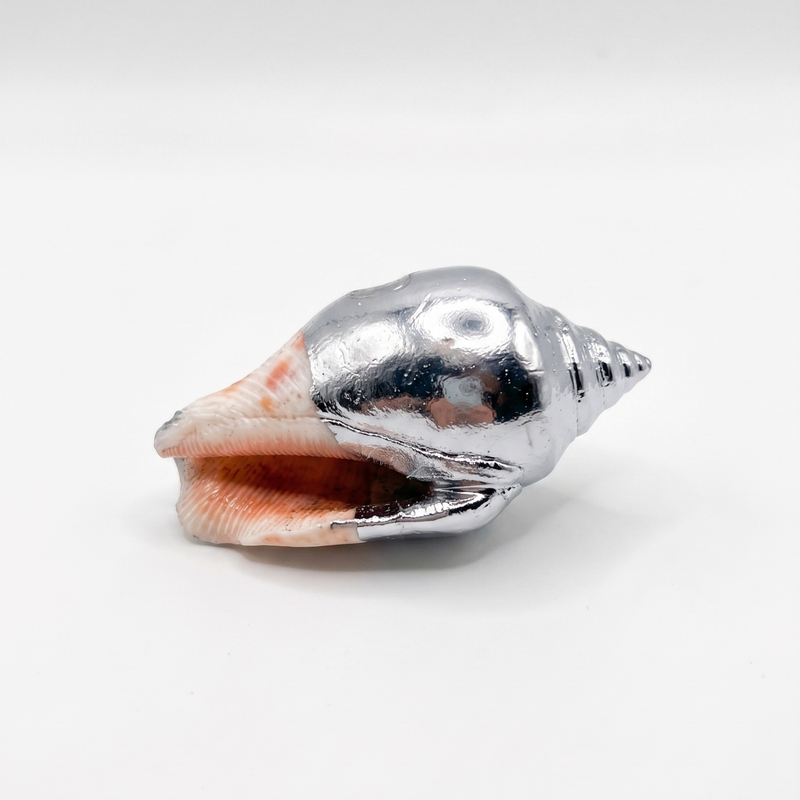 Silver shell painted in metallic chrome mirror silver on a white background