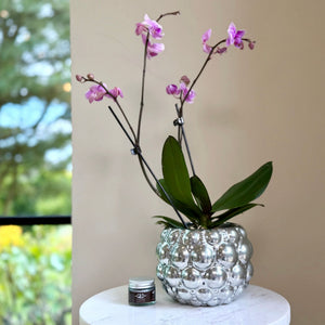 
                      
                        Chrome silver painted textured bobbly flower pot 
                      
                    