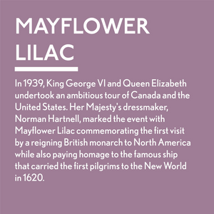 
                      
                        Mayflower Lilac Story Swatch
                      
                    