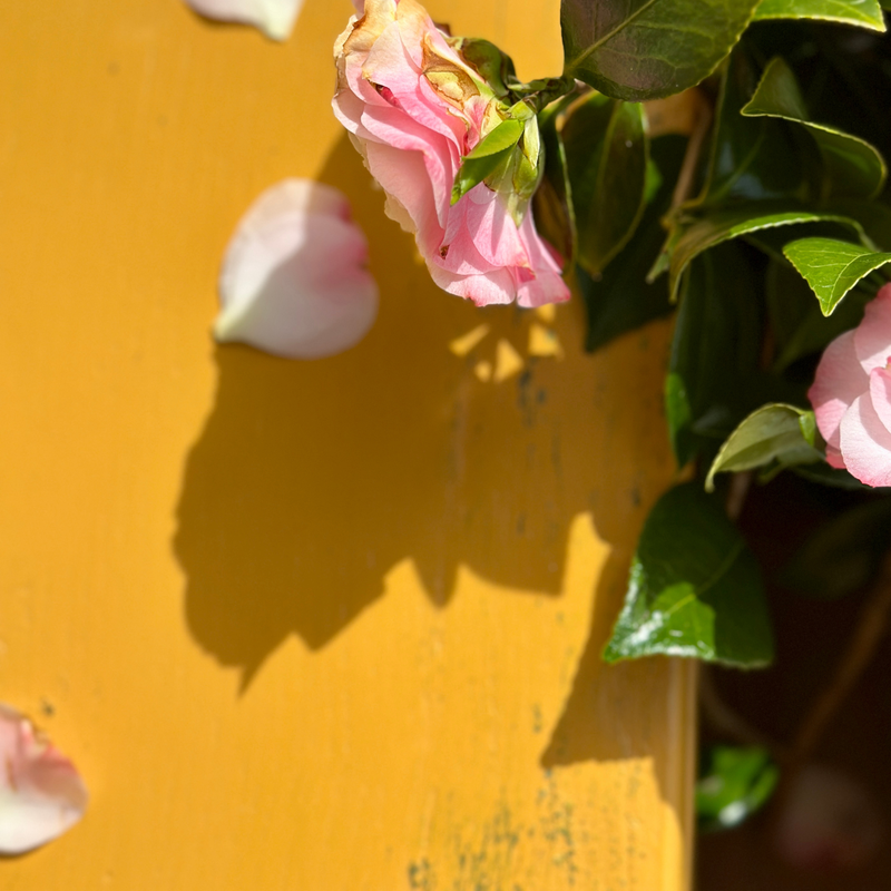 Pink flowers with green leaves against a Oxford Ochre yellow painted background