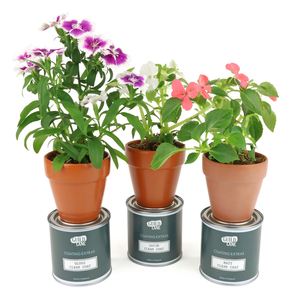 
                      
                        Three potted plants with colourful flowers, in pots coated in Top Coats in different sheens, on top of top coat cans labelled 'Gold Lane'.
                      
                    