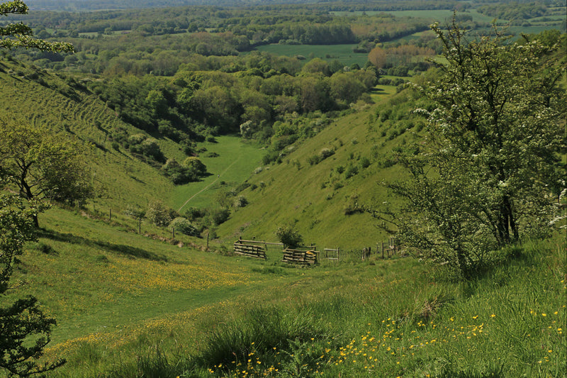 Outdoor photo of the Northdowns Way Needing Trough in Kent Wye Downs